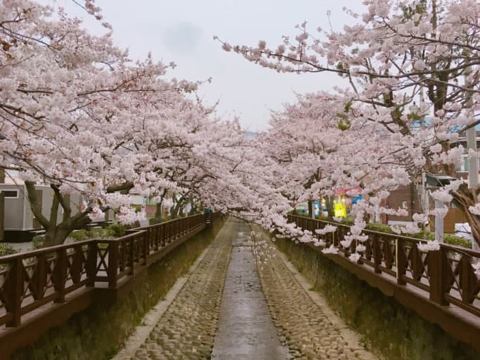 진해 군항제